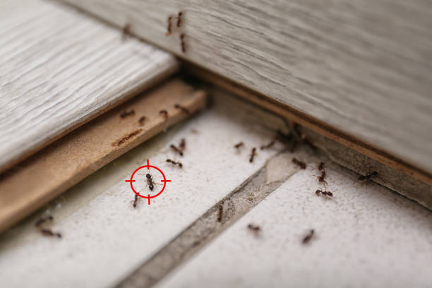 Best Local Pest Control Services  in Fairlawn, OH